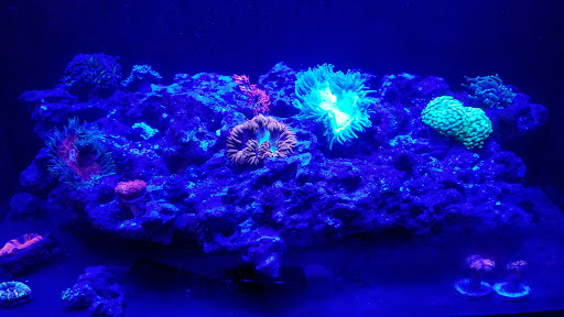 Aquarium «Aquatic Jewels», reviews and photos, 2141 Stirling Rd, Fort Lauderdale, FL 33312, USA