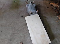 Squash Pest Control LLP - Photo 7 - Car repair in , Portland