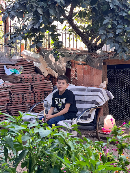 O ağacın gölgesi logo