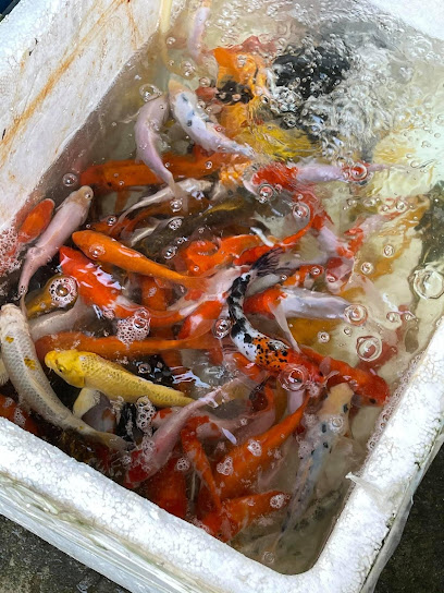 Cá Koi Quảng Bình ( Hoàng Ngọc Lâm )