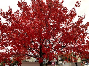 Cass Park - photo 56