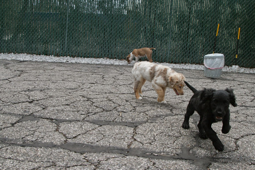 Play Dog Play Canine Care Center, 668 Pine St, Burlington, VT 05401, USA, 