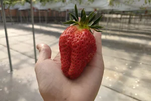 Obu south strawberry farm image