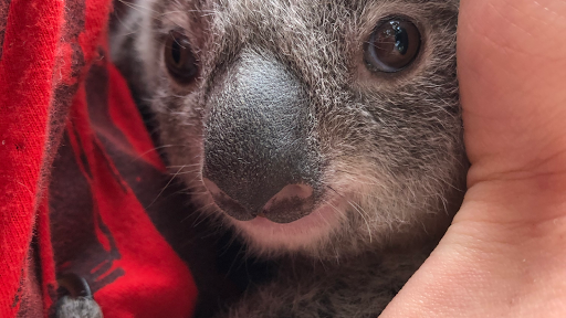 Koala Rescue Queensland Inc