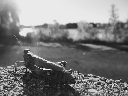 Park «Spring Lake Park», reviews and photos, 396 Springlake Ln, Aurora, IL 60504, USA