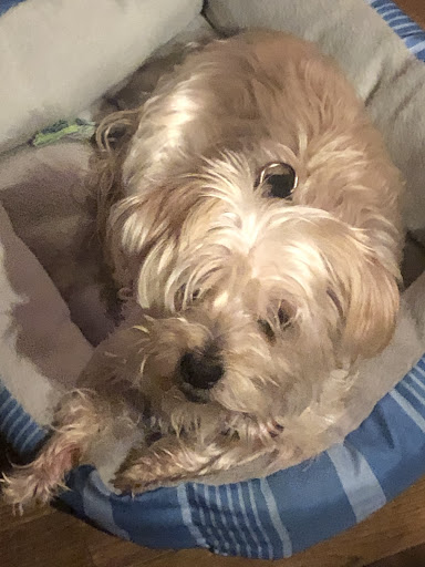 Pet Groomer «Pocono Pets-N-Stuff», reviews and photos, 2571 Milford Rd, East Stroudsburg, PA 18301, USA