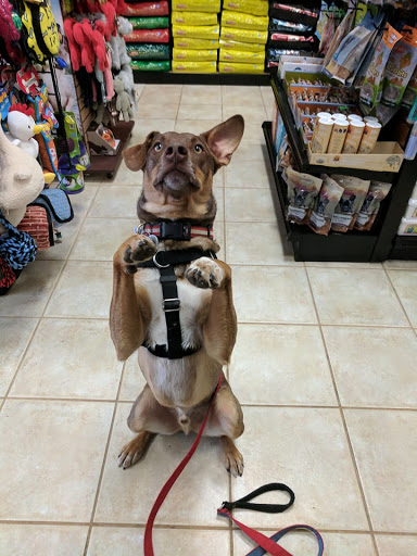 Pet Supply Store «Dawg City Inc.», reviews and photos, 38 Pearson St, Andover, MA 01810, USA