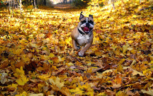 Pet Supply Store «Care-A-Lot Pet Supply Indian River», reviews and photos, 5457 Indian River Rd, Virginia Beach, VA 23464, USA