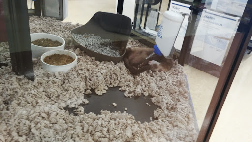 Pet Supply Store «Petco Animal Supplies», reviews and photos, 8404 Eager Rd b, Brentwood, MO 63144, USA