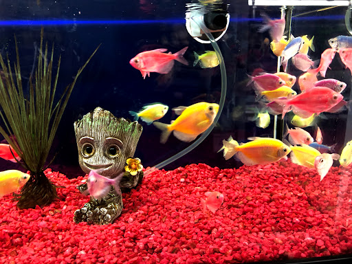 Pet Store «Pet Town», reviews and photos, 7804 Florence Ave, Downey, CA 90240, USA