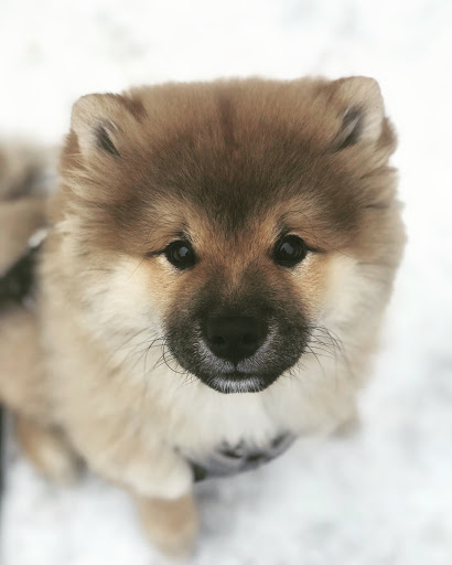 Koyote kennels