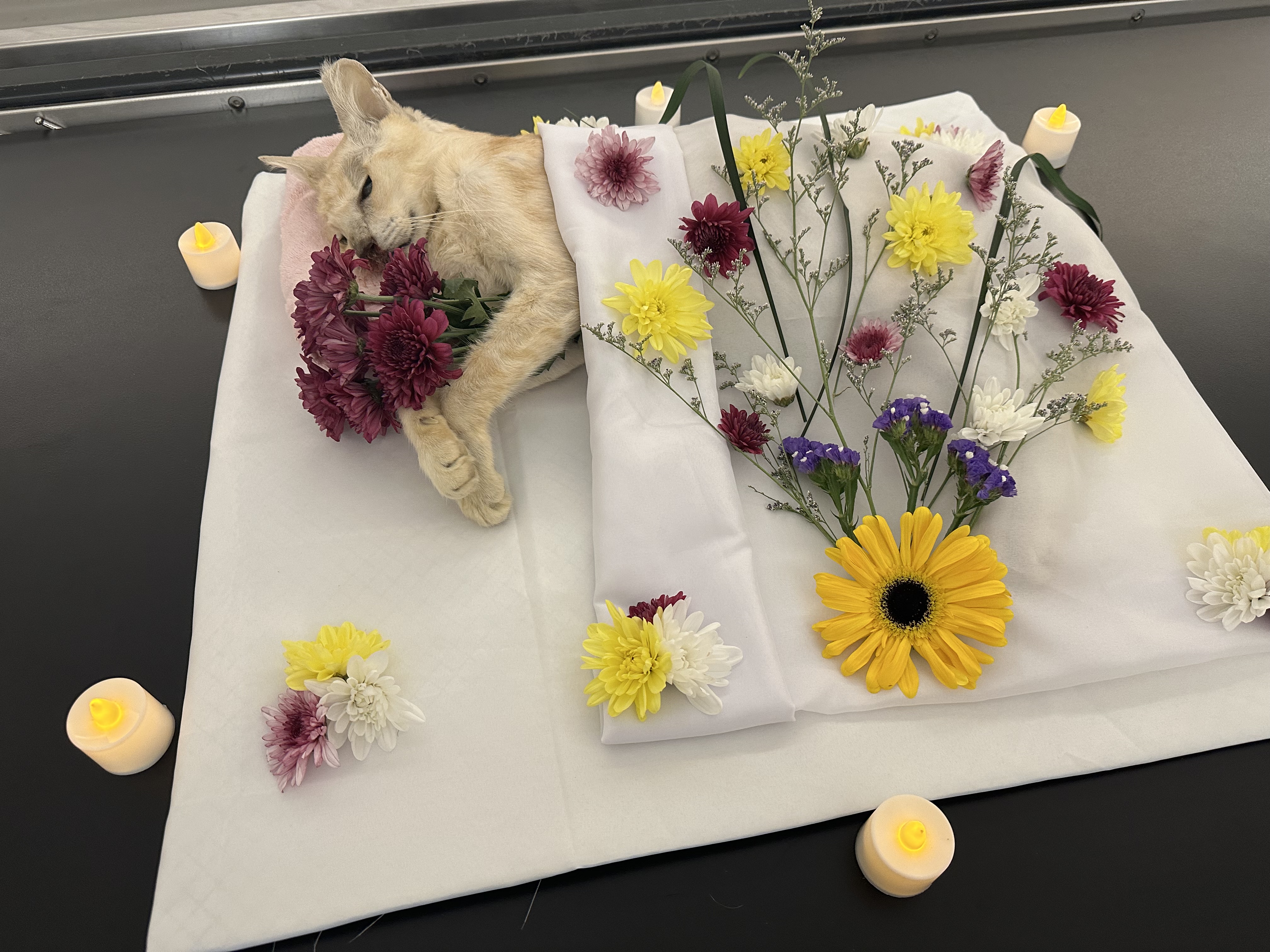 AF1QipOECoObtqlBD39wkW28liBdPL9VEp4BOqHiDA5q=s0