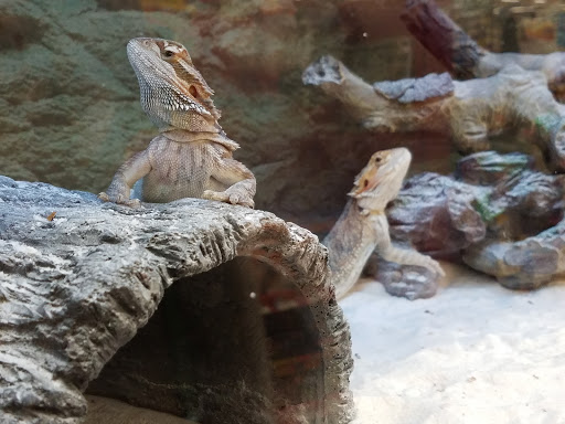 Pet Supply Store «Petco Animal Supplies», reviews and photos, 10 Sylvan St, Peabody, MA 01960, USA