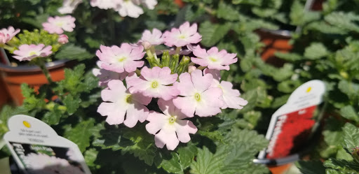 Florist «Dutch & Olgas Greenhouse», reviews and photos, 1285 NJ-36, Hazlet, NJ 07730, USA