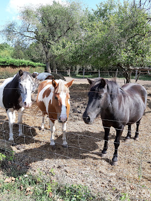 Les Poneys de Kathy à Épaney