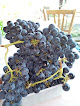 Vin De Bordeaux Berson