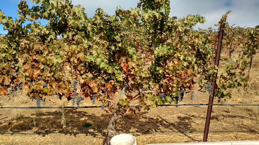 Winery «Cooper-Garrod Estate Vineyards», reviews and photos, 22645 Garrod Rd, Saratoga, CA 95070, USA