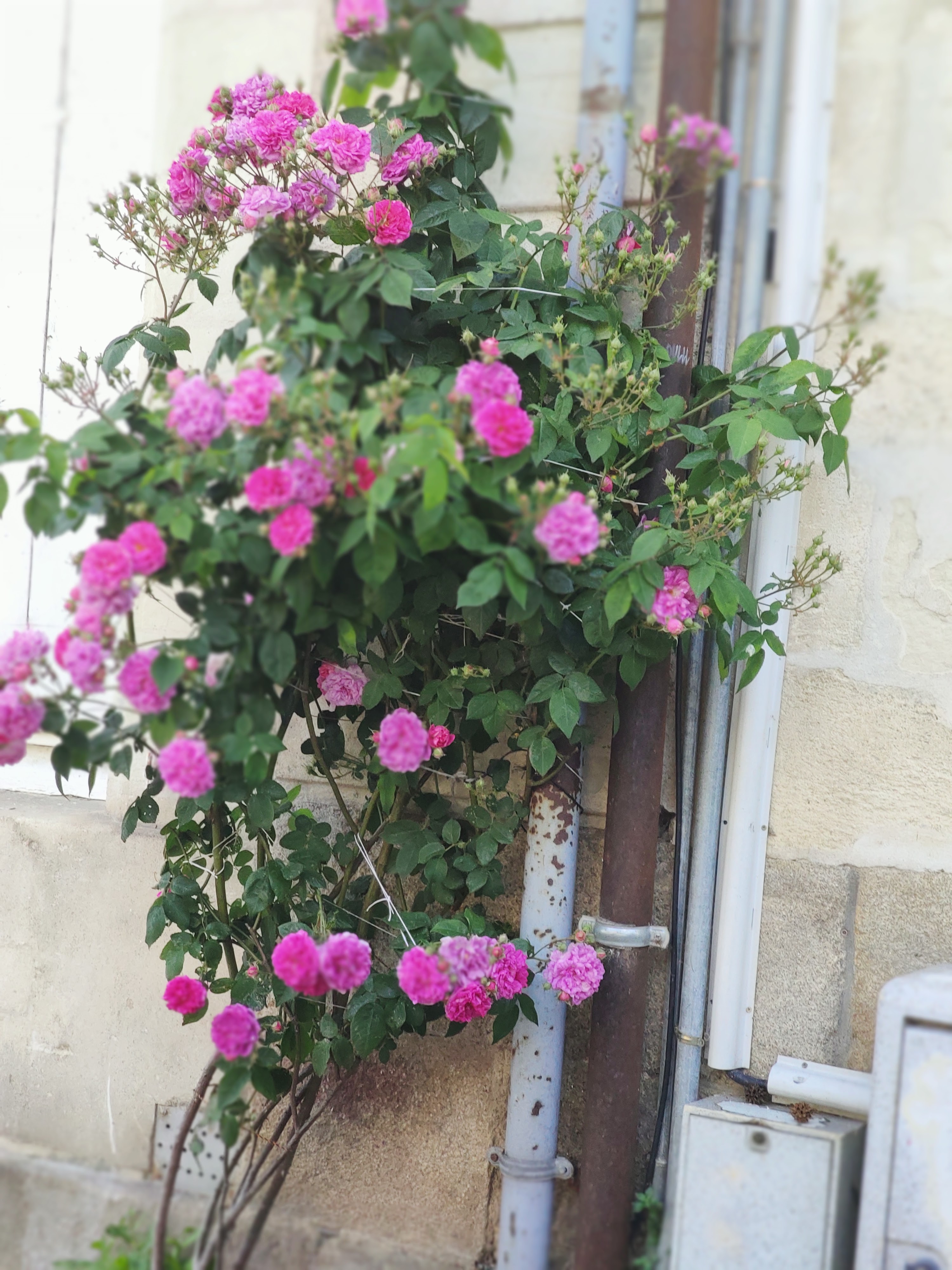 Photo n° 2 de l'avis de Zeia.e fait le 23/05/2021 à 15:10