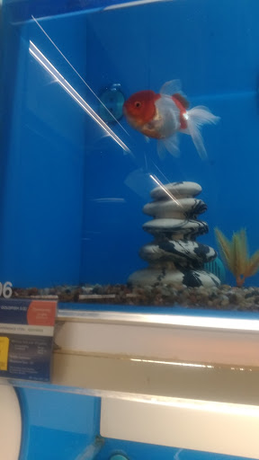 Pet Supply Store «PetSmart», reviews and photos, 19175 Lyndon B Johnson Fwy, Mesquite, TX 75150, USA