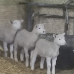 Photo n°21 de l'avis de Manu.a fait le 16/01/2022 à 17:25 sur le  Societa' Agricola F.lli Angelucci S.r.l. à Collemancio