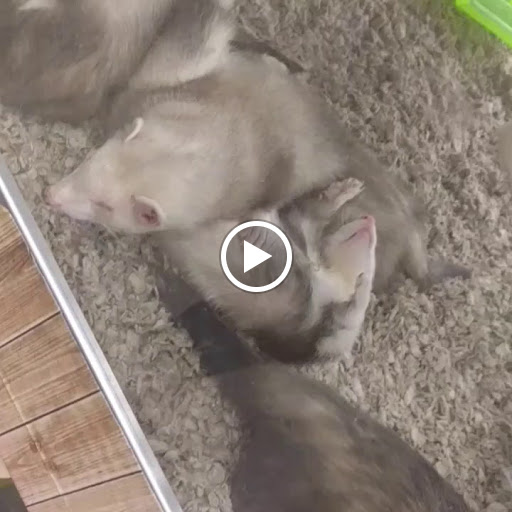 Pet Supply Store «Petco Animal Supplies», reviews and photos, 3430 W State St, Grand Island, NE 68803, USA