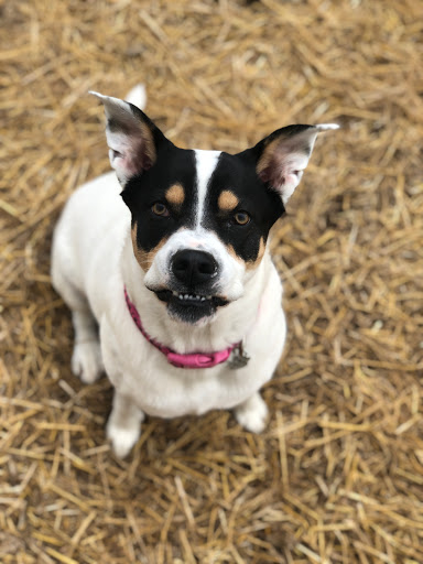 Pet Boarding Service «Howliday Inn Suites & Treats Pet Resort», reviews and photos, 1 Davis Ct, Hurricane, WV 25526, USA