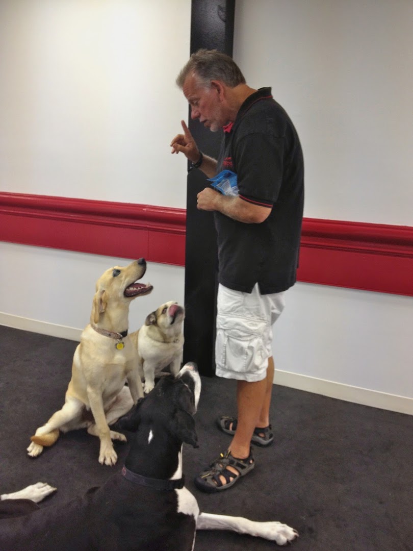 Michael's Pack New Jersey Dog Training