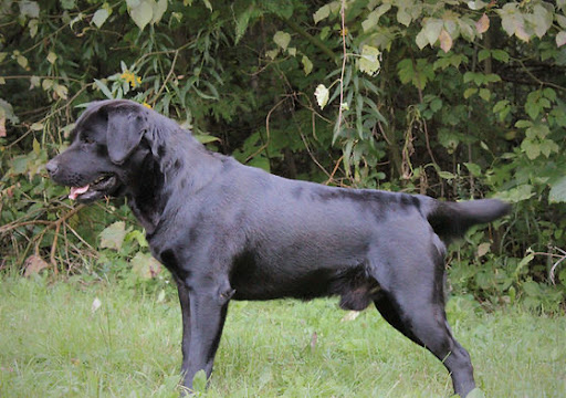 Gloryland Labradors