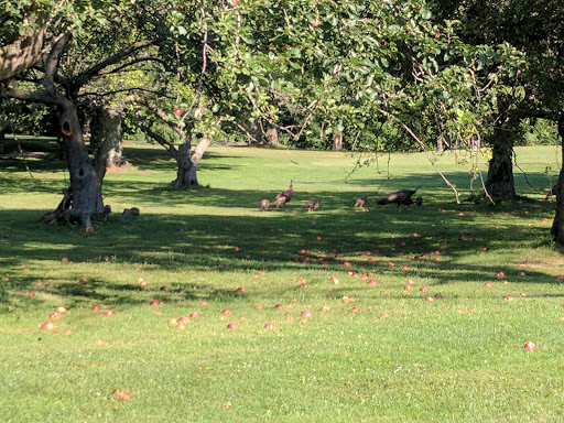 Golf Club «Blossom Trails Golf Club», reviews and photos, 1565 E Britain Ave, Benton Harbor, MI 49022, USA