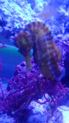 Aquarium Shop «Total Fish & Pets», reviews and photos, 137 Valley Blvd, Alhambra, CA 91801, USA