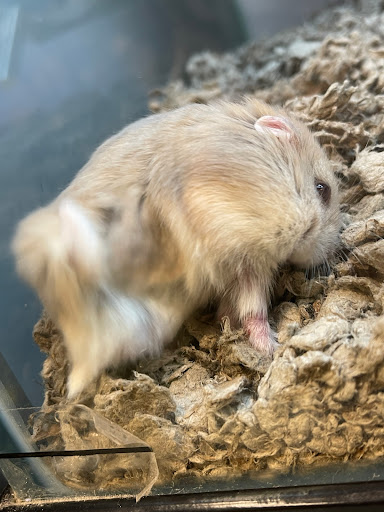 Pet Supply Store «Petco Animal Supplies», reviews and photos, 5994 Montana Ave, El Paso, TX 79925, USA