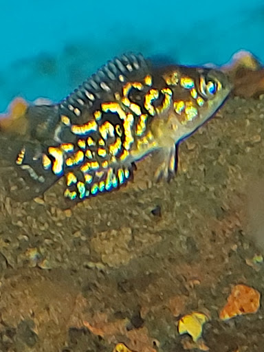 Pet Supply Store «Petco Animal Supplies», reviews and photos, 3853 E Main St, St Charles, IL 60174, USA