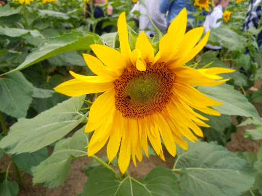 Golf Course «Knob Hill Golf Course», reviews and photos, 1 Shinnecock Dr, Manalapan Township, NJ 07726, USA