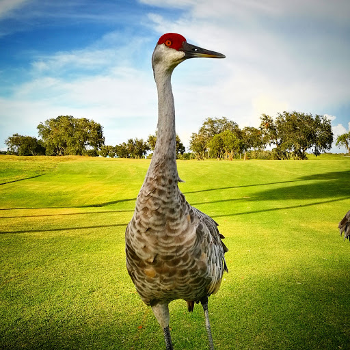 Golf Club «Moccasin Wallow Golf Club. The MOC Bar and Grill», reviews and photos, 9680 Buffalo Rd, Palmetto, FL 34221, USA