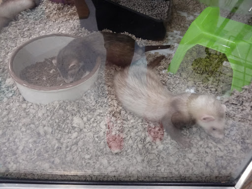 Pet Supply Store «Petco Animal Supplies», reviews and photos, 10235 Indianapolis Blvd, Highland, IN 46322, USA