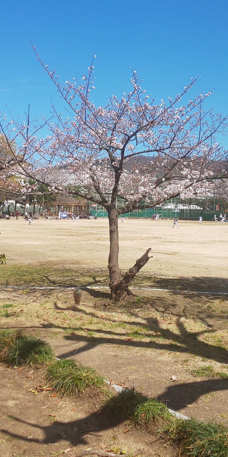 大東公園