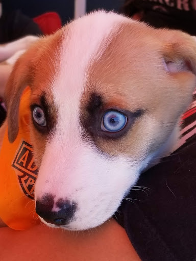 Harley-Davidson Dealer «California Harley-Davidson», reviews and photos, 1517 Pacific Coast Hwy, Harbor City, CA 90710, USA