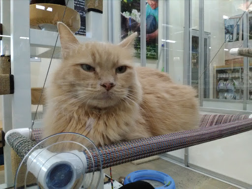 Pet Supply Store «Petco Animal Supplies», reviews and photos, 3495 Sports Arena Blvd, San Diego, CA 92110, USA