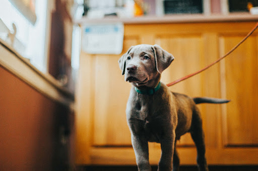 Pet Groomer «Pet-icure Pet Grooming & Supplies», reviews and photos, 89 Main St, Pepperell, MA 01463, USA