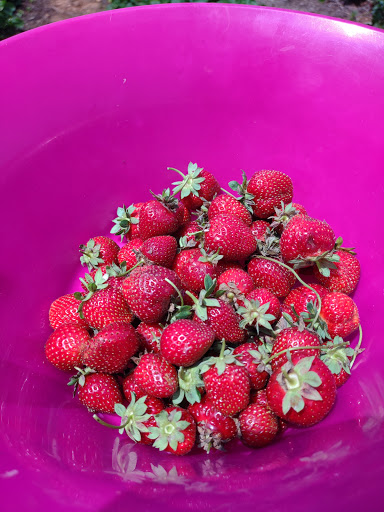 Florist «Drying Shed», reviews and photos, 1587 Newcomer Rd, Chambersburg, PA 17202, USA