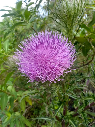 Nature Preserve «Scottsmoor Flatwoods Sanctuary East», reviews and photos, 6000 Magoon Ave, Mims, FL 32754, USA