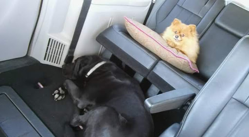 Pet Supply Store «Pet Valu», reviews and photos, 7000 John Davis Dr #300, Frankfort, KY 40601, USA