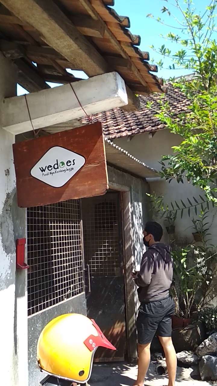 Pusat Kambing & Daging Kambing Jogja ( WEDOES )