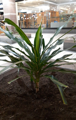 Shopping Mall «Colonial Park Mall», reviews and photos, 4600 Jonestown Rd, Harrisburg, PA 17109, USA