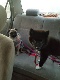 Doggy Office LLC - Photo 7 - Car repair in Butler, WI, Milwaukee