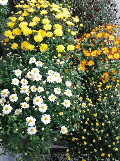 Florist «Forget-Me-Not Florist», reviews and photos, 1083 Park Ave, Cranston, RI 02910, USA