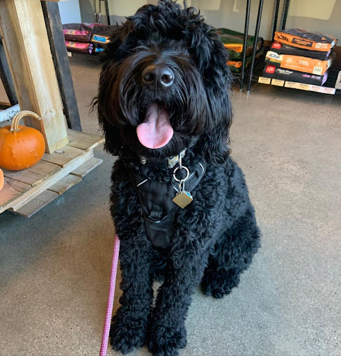 Pet Store «Shop Dog Boutique», reviews and photos, 5015 S Western Ave, Sioux Falls, SD 57108, USA