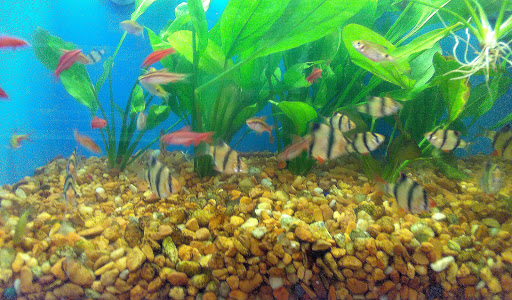 Pet Supply Store «Pet Supermarket», reviews and photos, 1800 W 68th St #140, Hialeah, FL 33014, USA