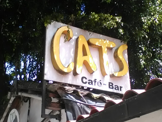 Cats - Pub