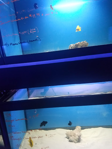 Tropical Fish Store «Hydra Aquatics International, Inc.», reviews and photos, 1300 Stirling Rd #7a, Dania Beach, FL 33004, USA